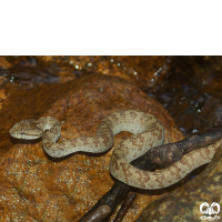 گونه مار جعفری Saw- scaled Viper